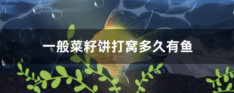 一般菜籽餅打窩多久有魚 潛水泵