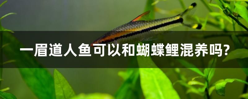 一眉道人魚可以和蝴蝶鯉混養(yǎng)嗎？ 豬鼻龜