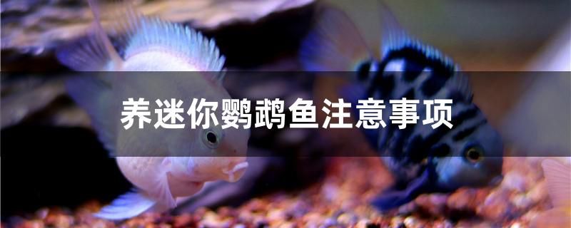 養(yǎng)迷你鸚鵡魚(yú)注意事項(xiàng)