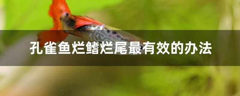 孔雀魚爛鰭爛尾最有效的辦法 森森魚缸