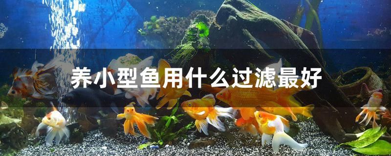 養(yǎng)小型魚用什么過濾最好 2024第28屆中國國際寵物水族展覽會(huì)CIPS（長城寵物展2024 CIPS）