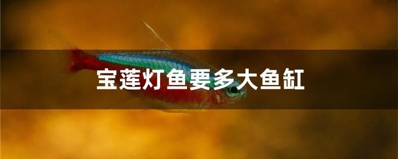 寶蓮燈魚要多大魚缸