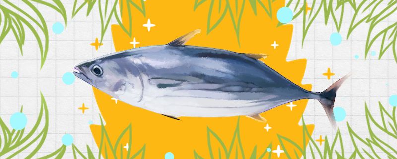 鰹魚(yú)和金槍魚(yú)一樣嗎有什么區(qū)別