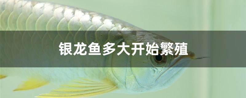 怎樣徹底清洗魚缸水垢小妙招圖片（教您幾招魚缸水垢清除妙招）