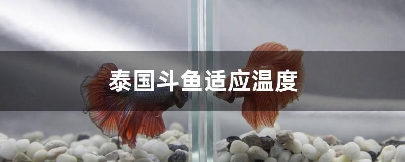 泰國斗魚適應(yīng)溫度 白子金龍魚