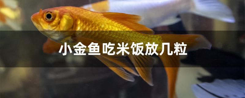 小金魚吃米飯放幾粒 可麗愛魚缸