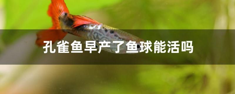 孔雀魚早產(chǎn)了魚球能活嗎 食人魚（水虎）