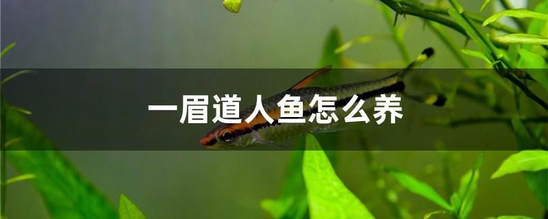 一眉道人魚怎么養(yǎng) 魚缸水質(zhì)穩(wěn)定劑