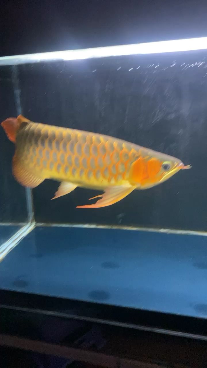 什么是紅龍魚的噴點發(fā)色 紅龍魚如何發(fā)色 紅老虎魚 第1張