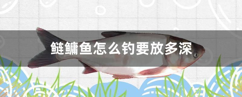 鰱鳙魚怎么釣要放多深 斯維尼關刀魚