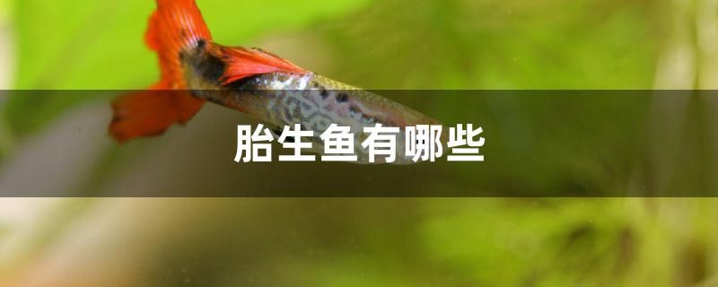 胎生魚有哪些