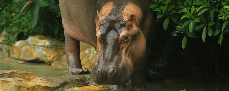 河馬生活在哪里可以在水里生活嗎