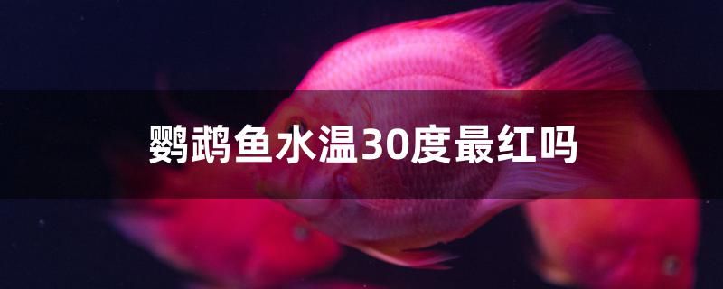 鸚鵡魚水溫30度最紅嗎 潛水艇魚