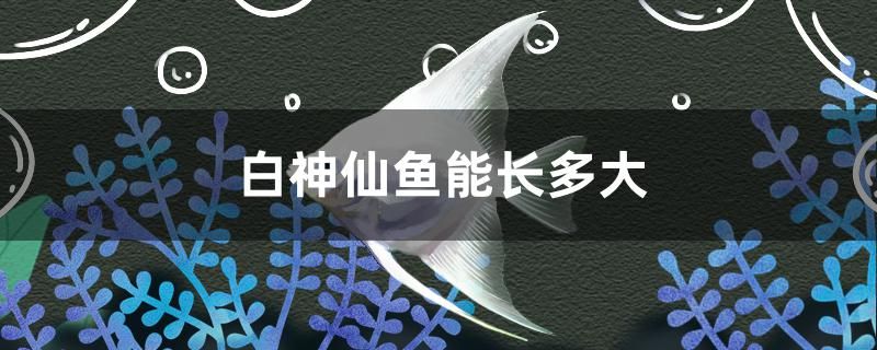 白神仙魚能長(zhǎng)多大 紅勾銀版魚