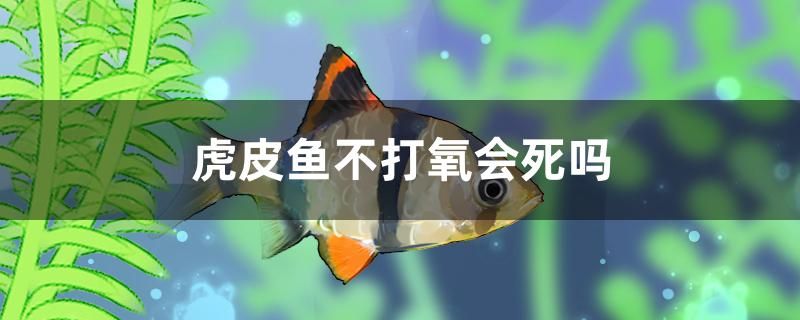 虎皮魚不打氧會死嗎 祥龍龍魚魚糧