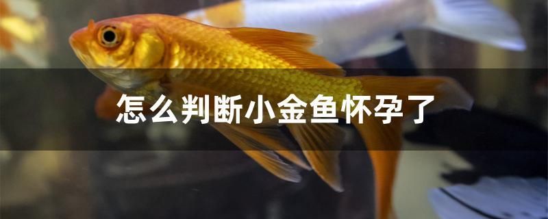 怎么判斷小金魚懷孕了