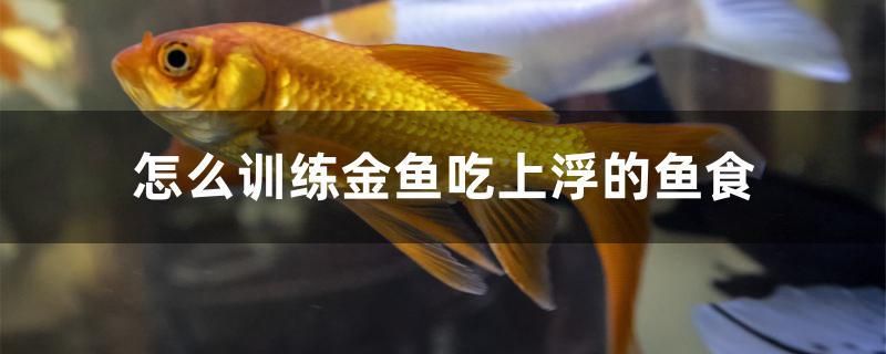 怎么訓(xùn)練金魚吃上浮的魚食