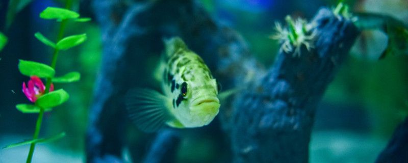 魚缸放沉木的利弊是什么放沉木有好處嗎 水族主題相關(guān)