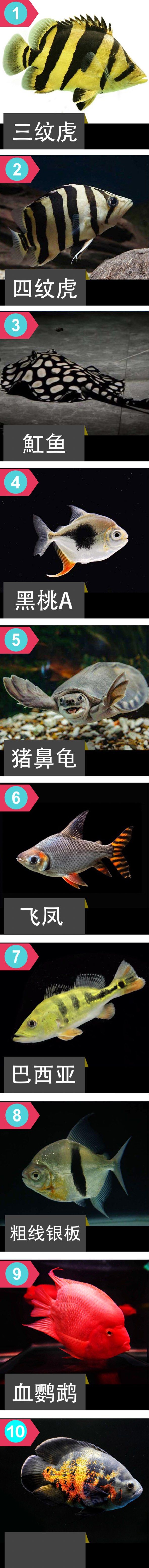 龍魚的這20種混養(yǎng)配魚，你會如何搭配？ 觀賞魚論壇 第1張