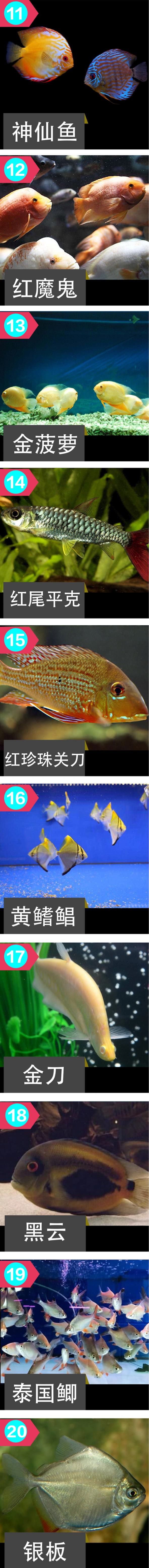 龍魚的這20種混養(yǎng)配魚，你會如何搭配？ 觀賞魚論壇 第2張