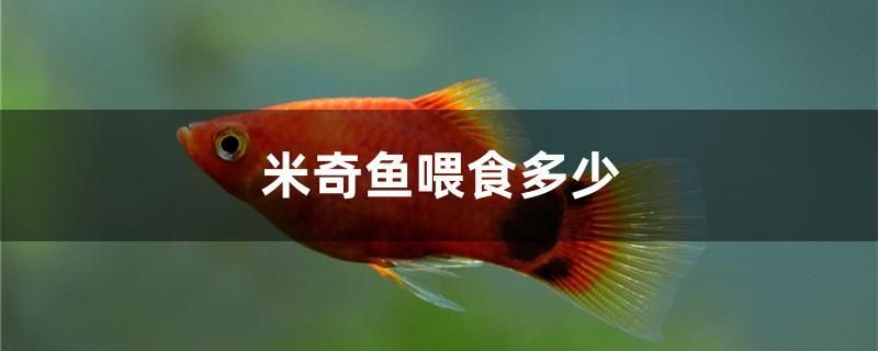 米奇魚喂食多少 白化火箭魚