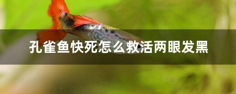 孔雀魚快死怎么救活兩眼發(fā)黑 古典過背金龍魚