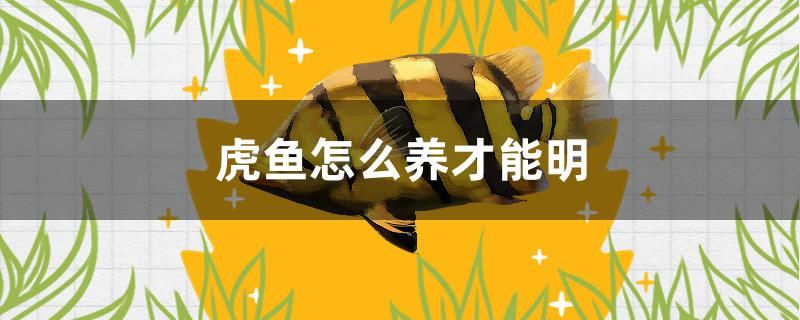 西昌水族批發(fā)市場（揚(yáng)州綠洲裝飾） 元寶鳳凰魚 第2張