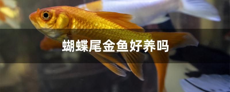 蝴蝶尾金魚好養(yǎng)嗎 蝴蝶鯉