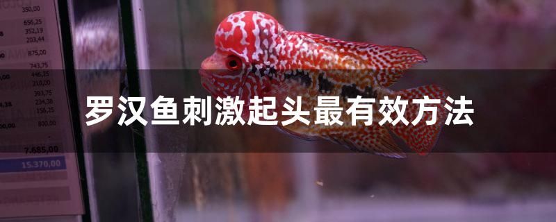 羅漢魚刺激起頭最有效方法 熱帶魚魚苗批發(fā)