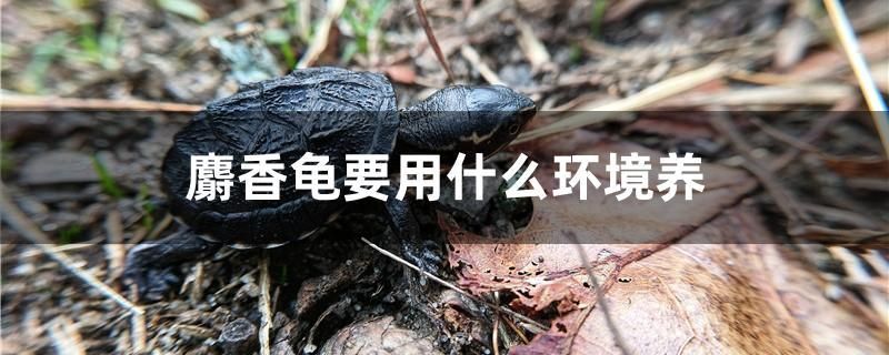 麝香龜要用什么環(huán)境養(yǎng) 白子黑帝王魟魚