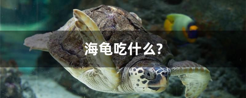 南昌魚缸批發(fā)市場(chǎng)在哪里（南昌做魚缸的電話號(hào)碼）