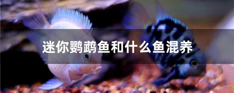 迷你鸚鵡魚(yú)和什么魚(yú)混養(yǎng)