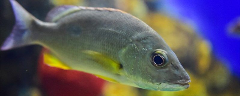 水族箱和魚缸有什么區(qū)別二者有哪些不同