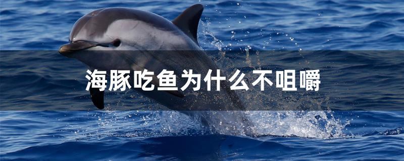 海豚吃魚(yú)為什么不咀嚼