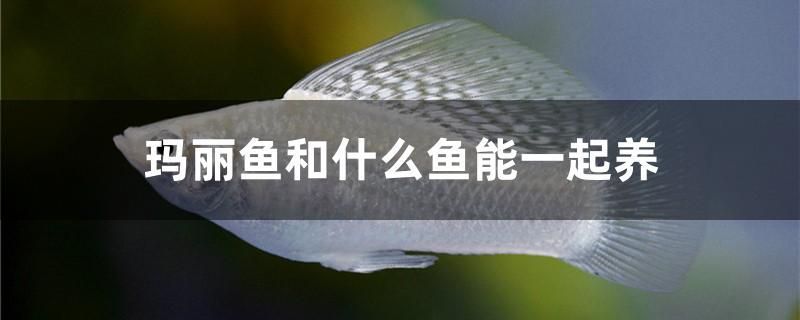 黑魚可以養(yǎng)魚缸嗎有毒嗎圖片（盆里養(yǎng)黑魚的正確方法） 黑桃A魚苗 第2張