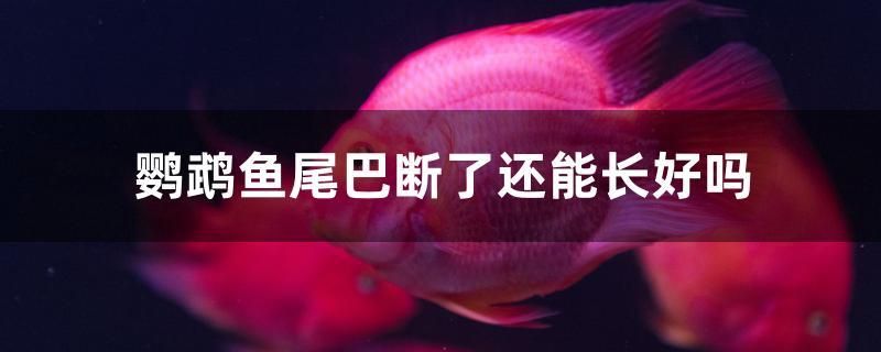 鸚鵡魚(yú)尾巴斷了還能長(zhǎng)好嗎