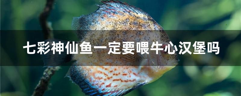 七彩神仙魚一定要喂牛心漢堡嗎