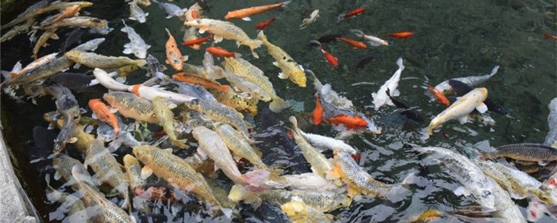 養(yǎng)魚需要經(jīng)常換水嗎觀賞魚多久換一次水 祥龍魚藥系列