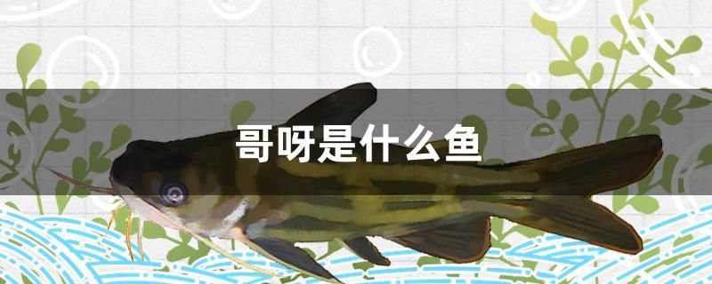 哥呀是什么魚