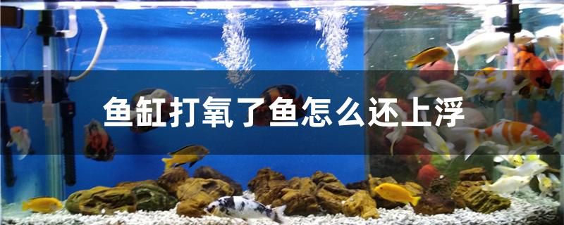 魚缸打氧了魚怎么還上浮 水草