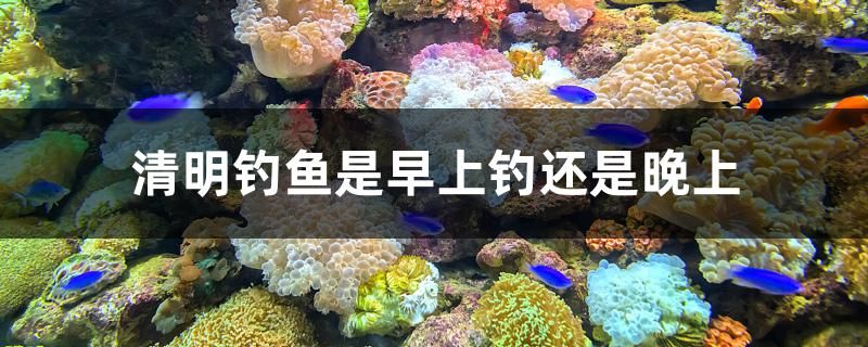 清明釣魚是早上釣還是晚上 高背金龍魚