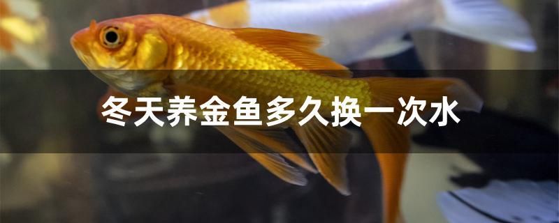 冬天養(yǎng)金魚多久換一次水