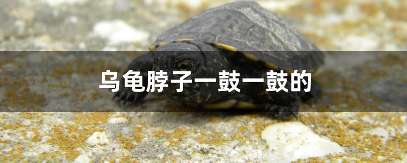 烏龜脖子一鼓一鼓的怎么回事 全國(guó)水族館企業(yè)名錄