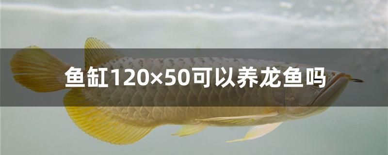 魚缸120times;50可以養(yǎng)龍魚嗎 廣州龍魚批發(fā)市場