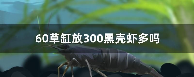 60草缸放300黑殼蝦多嗎 觀賞魚飼料