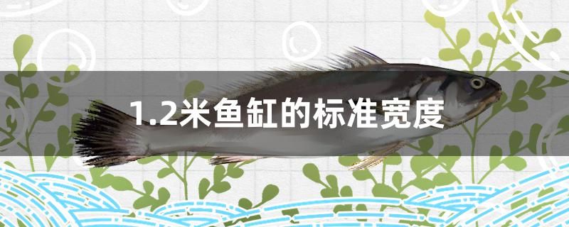 1.2米魚(yú)缸的標(biāo)準(zhǔn)寬度是多少 斑馬鴨嘴魚(yú)