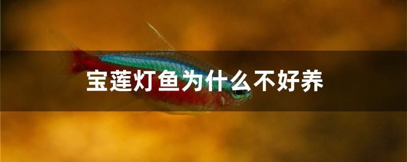 寶蓮燈魚為什么不好養(yǎng) 羅漢魚