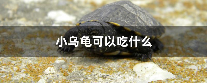 小烏龜可以吃什么 南美異形觀賞魚