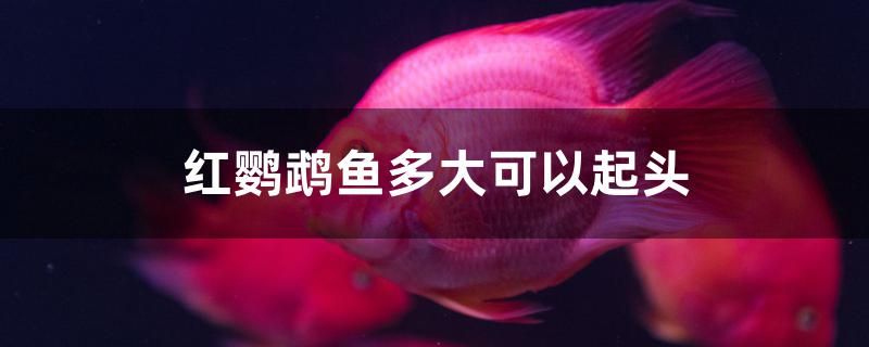 紅鸚鵡魚(yú)多大可以起頭