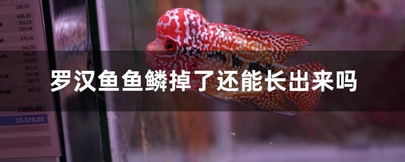 羅漢魚魚鱗掉了還能長(zhǎng)出來嗎 廣州景觀設(shè)計(jì)